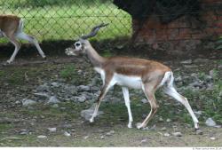 Whole Body Antelope