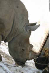 Head Rhinoceros