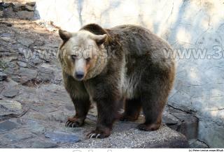 Bear 0045