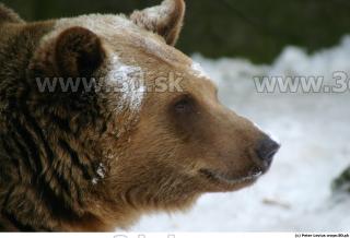 Bear 0065