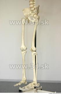 Skeleton 0043