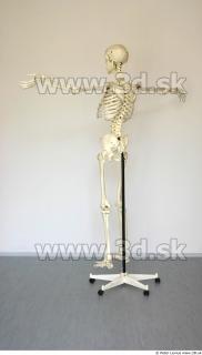 Skeleton 0154