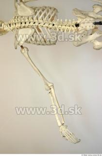 Skeleton poses 0011