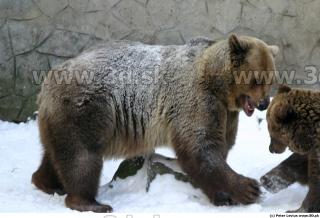 Bear2 0097