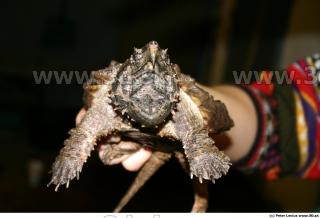 Chelydra serpentina 0030