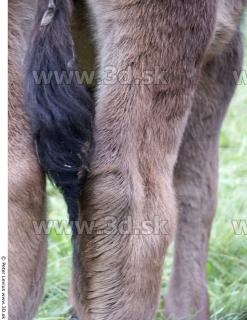 Calf 0023