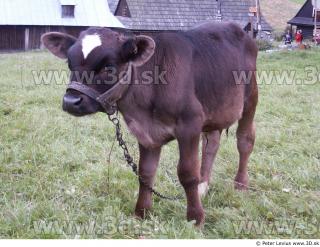 Calf 0033