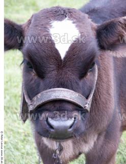 Calf 0045