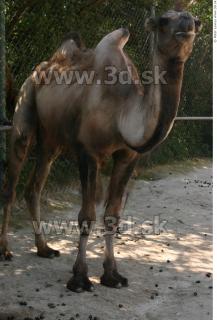 Camel 0026