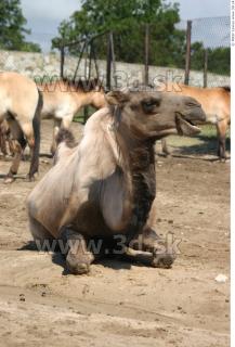 Camel poses 0023