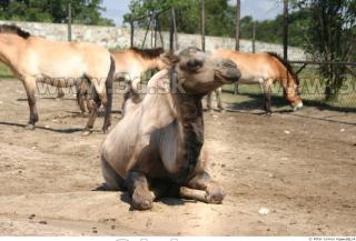 Camel poses 0024