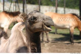 Camel poses 0025