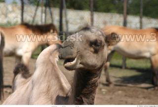 Camel poses 0028