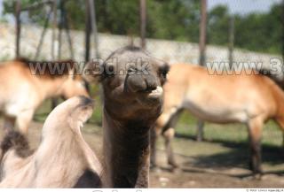 Camel poses 0029