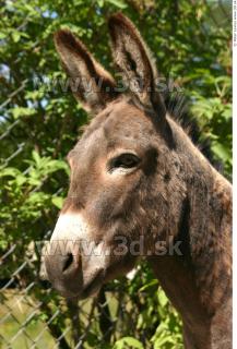 Donkey 0028