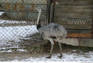 Emus 0001