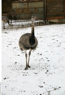 Emus 0002