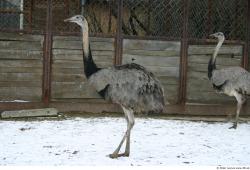 Whole Body Emus