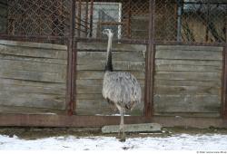 Whole Body Emus