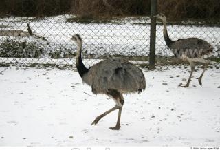 Emus 0016