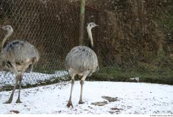 Whole Body Emus