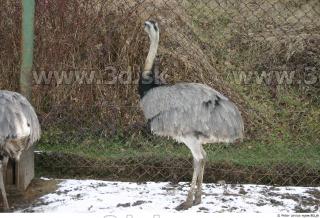 Emus 0029