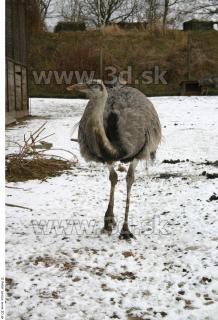 Emus 0061