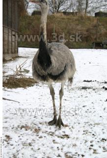 Emus 0062