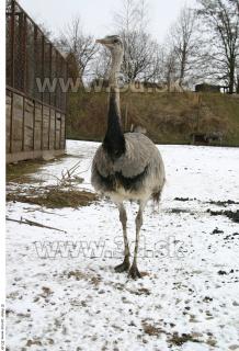 Emus 0063