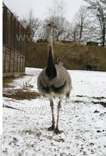 Emus 0064