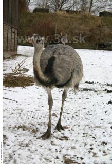 Emus 0065