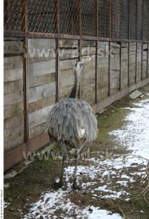 Emus 0066