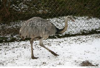 Emus 0067