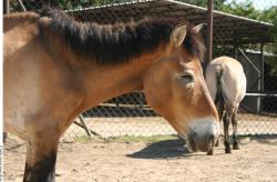 Head Animation references Horse