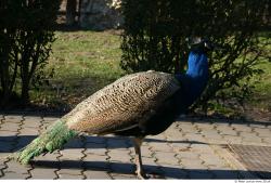 Whole Body Peacock