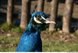 Head Peacock