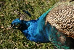 Upper Body Peacock