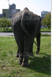 Elephant 0029