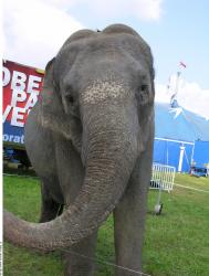 Head Elephant