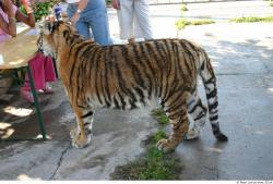 Whole Body Tiger