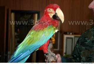 Parrot 0023