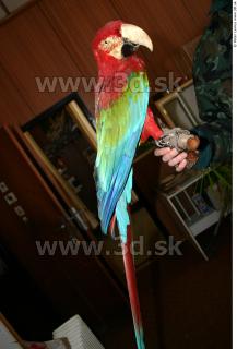 Parrot 0024