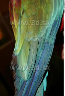 Parrot 0029