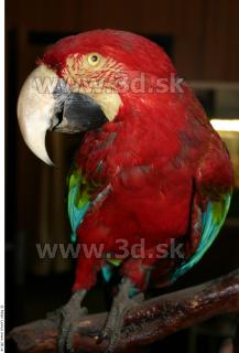 Parrot 0037