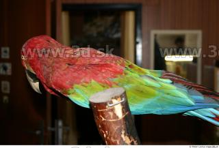 Parrot 0043