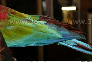 Parrot 0047