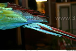 Parrot 0048