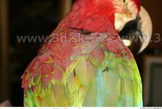 Parrot 0052