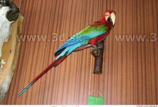 Parrot 0058