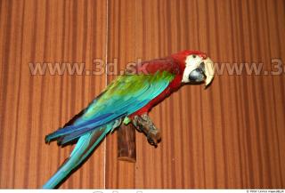 Parrot 0059